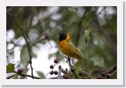 05KigaliToAkagara - 22 * Black-headed Weaver.